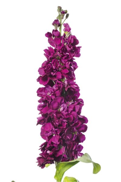Gardina Şebboy Çiçeği Fidesi Kokulu Purple ( Matthiola Incana ) 10 Adet