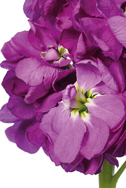 Gardina Şebboy Çiçeği Fidesi Kokulu Blue 10 Adet ( Matthiola Incana )