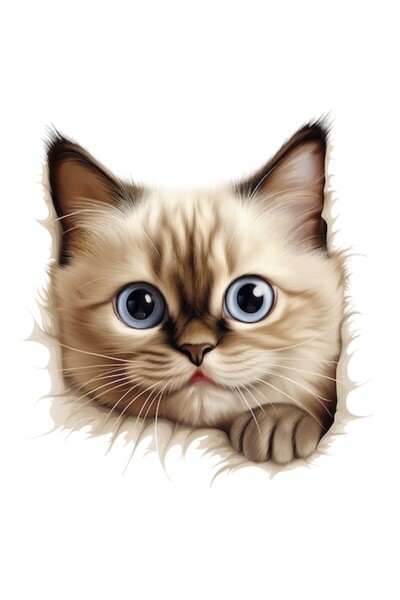 OEM Стикер за шокирана бирманска котка - илюстрация, бяла рамка, PVC винил, 1...