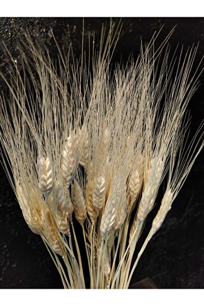 ÇINARASYADAHOME Şoklanmış Beyazlatılmış Başak – Doğal Kuru Çiçek Demeti | Uzun Ömürlü, Solmaz, Rustik Dekor Çiçeği