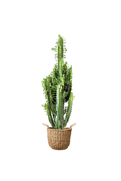 Fidanburada Kaktüs (Euphorbia Trigona) Basic Hasır Saksılı