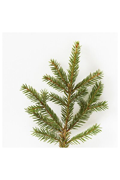 IKEA VINTERFINT Scented candle in glass, Winter fir/green, 12 hr