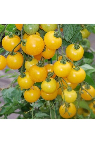 Generic Rare Hybrid Yellow Cherry Tomato Seeds – Delicious, Healthy Tomatoes for Growing in Your Garden