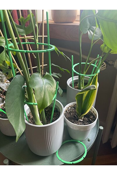 Plasfire Bitki Gövde Destek ve Sabitleme Tutucusu | Dikey Büyüme İçin ( RENK ...