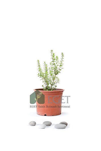 Izmir Ball Thyme (Origanum onites)