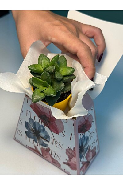FİDAN PAZARI NİŞAN SÖZ HEDİYELİĞİ SAPLI ÇANTA VE SUKULENT PEMBE RENKLİ MODEL(20 ADET)