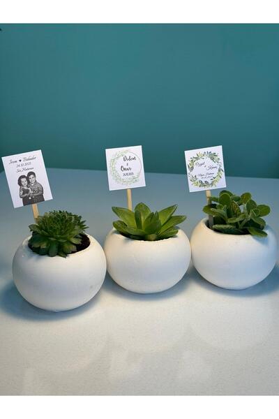 FİDAN PAZARI NİŞAN SÖZ HEDİYELİĞİ TOP MODEL BETON SAKSILI SUKULENT (20 ADET)