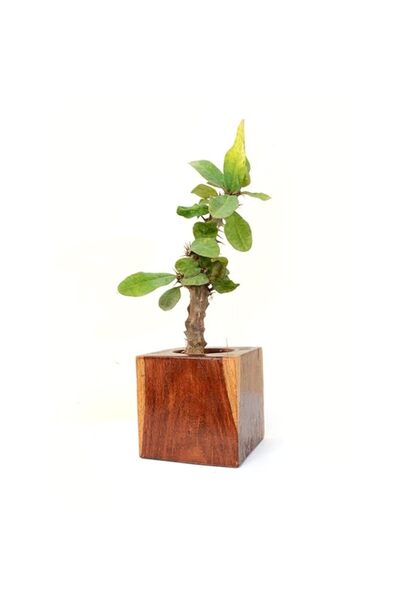 Generic HandCraft Wooden Pots for Decoration (CubicPot)