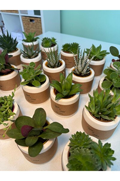 FİDAN PAZARI NİŞAN SÖZ HEDİYELİĞİ SİLİNDİR ÜZERİNE KRAFT İSİMLİK KAPLAMA MODEL BETON SAKSILI SUKULENT (20 ADET)