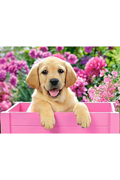 Castorland Puzzle 300 pieces Labrador Puppy in Pink Box 30071