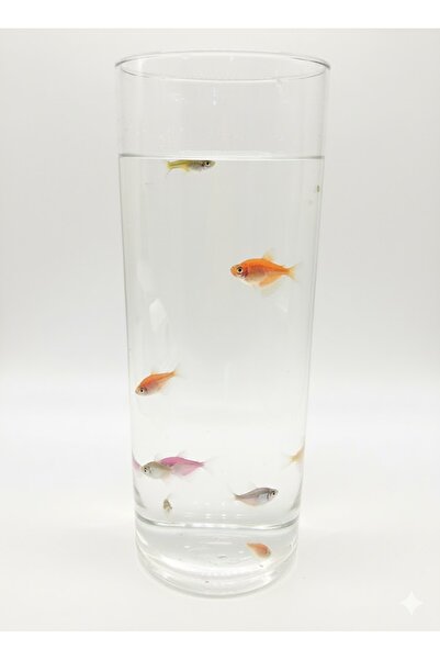 Ebruli hediyelik Silindir Akvaryum, 40x15cm Oval Akvaryum