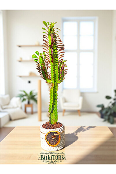 BitkiTÜRK Beton Saksıda İthal 0.5 metre Afrika Süt Ağacı portakal dilimi ve l...