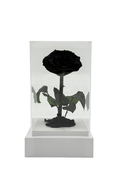 B&D B&D Décor Flower Box with Black rose