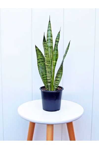 Nura Botanik Paşa Kılıcı (Yeşil Kılıç) | Dolgun Yapraklı, 20-40cm Canlı Bitki