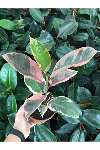 Nura Botanik Ofis Bitkisi Pembe Alacalı Kauçuk-ficus Elastica Belize