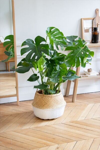 Nura Botanik Kampanyalı Monstera/deve Tabanı Dolgun Form