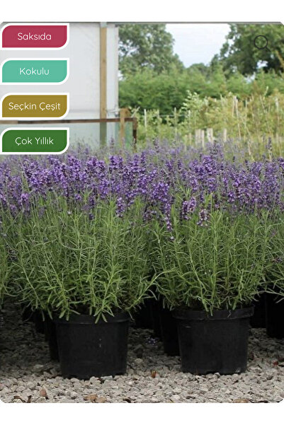 Nura Botanik Lavanta Fidanı İngiliz Lavandula angustifolia Hidcote, Saksıda K...