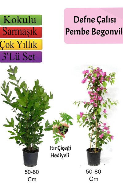 Nura Botanik Avantajlı Ürün Defne Çalısı Pembe Begonvil Telgraf Çiçeği