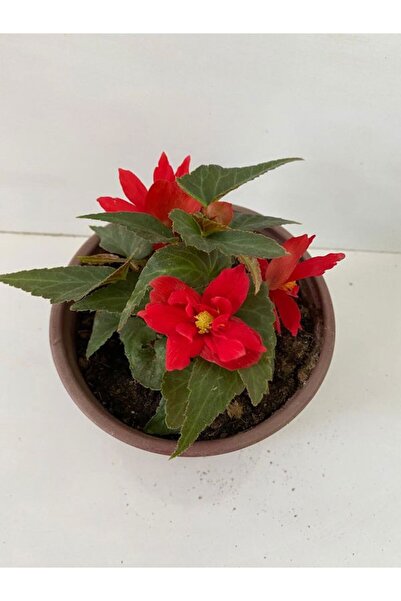 Flora Vadi Özel Tür Kırmızı Renk Gelin Damat Çiçeği (Katlı çınar begonya)1 AD...