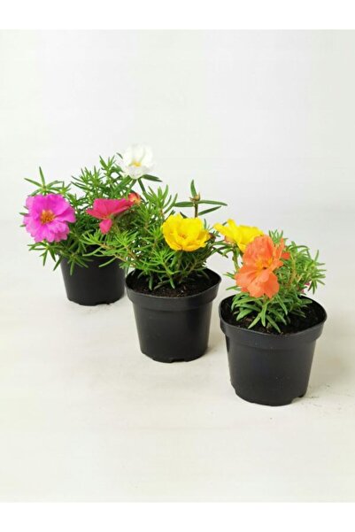 Nura Botanik 3'Lü Karışık İpek Çiçeği 10-15CM Saksılı Bahçe/ Balkon Çiçeği