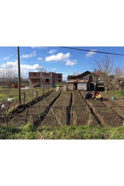 lidersopx SALEP FİDESİ ARILI