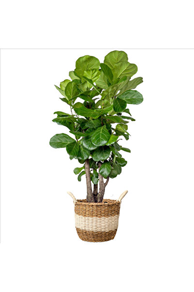 Fidanburada Keman Yapraklı Kauçuk (Ficus Lyrata) Beyaz Şeritli Hasır Saksılı