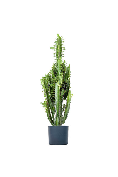 Fidanburada Kaktüs (Euphorbia Trigona) Ruby Antrasit Saksılı