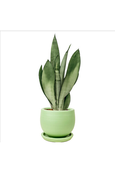 Fidanburada Sansevieria Moonshine Curvy Mint Yeşili Saksılı - Özel Tür