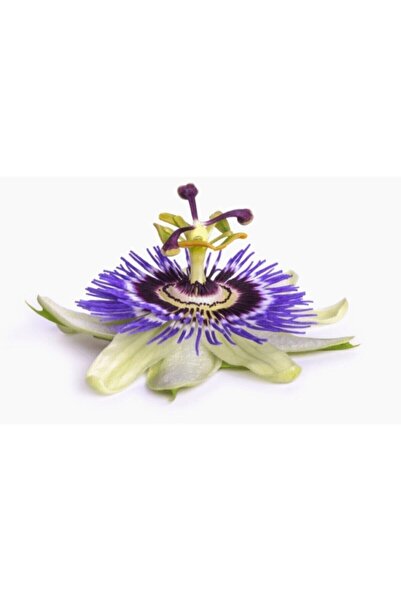 Passif Mood Passiflora Ve Kediotu Ekstraktı Takviye Edici Gıda 10 Kapsül