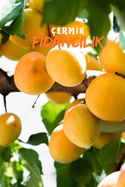 ÇERMİK FİDANCILIK 2 Adet Iğdır Şalak Kayısı Fidanıı 3 Yaş