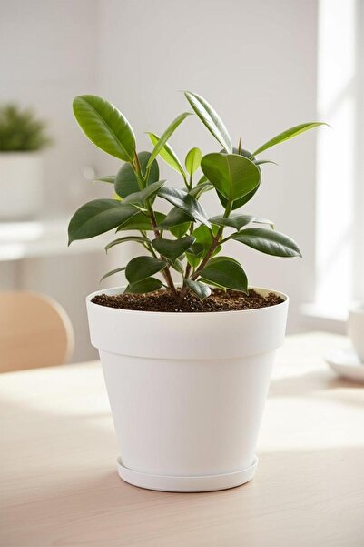 Bliss 3 Lt Kırık Beyaz Renk Tabaklı Izgaralı Dekoratif Plastik Yalı Saksı