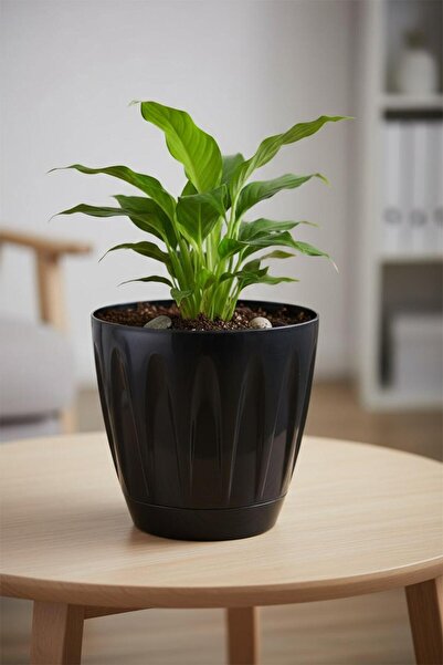 Bliss Papatya Saksı 6 lt Parlak Plastik Kendinden Tabaklı Drenajlı Çiçek Saksısı