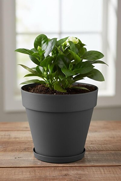 Bliss 3 Lt Antrasit Renk Tabaklı Izgaralı Dekoratif Plastik Yalı Saksı