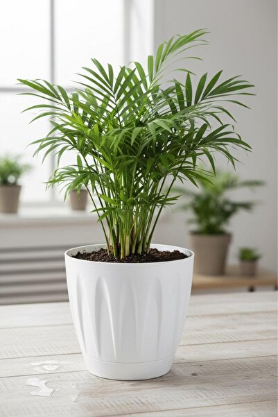 Bliss Papatya Saksı 3 lt Parlak Plastik Kendinden Tabaklı Drenajlı Çiçek Saksısı