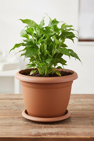 Bliss Kiremit Dekoratif Tabaklı Orta Boy Villa Saksı 5 Lt