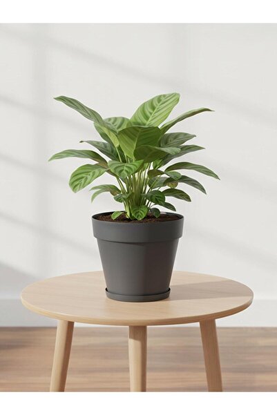 Bliss 6 Lt Antrasit Renk Tabaklı Izgaralı Dekoratif Plastik Yalı Saksı