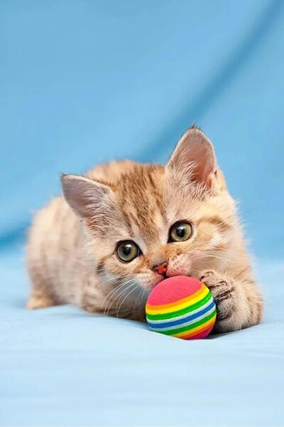 mywarehouse 3 lü Gökkuşağı Sünger Kedi Köpek Çiğneme Oyun Topu 4,2 Cm Diş Çık...