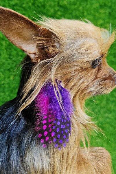 Çılgın saçlar Köpek Saç Tüyü Poddle Yorkie Tüy Köpek Köpek Tüyü Köpek Tokası ...