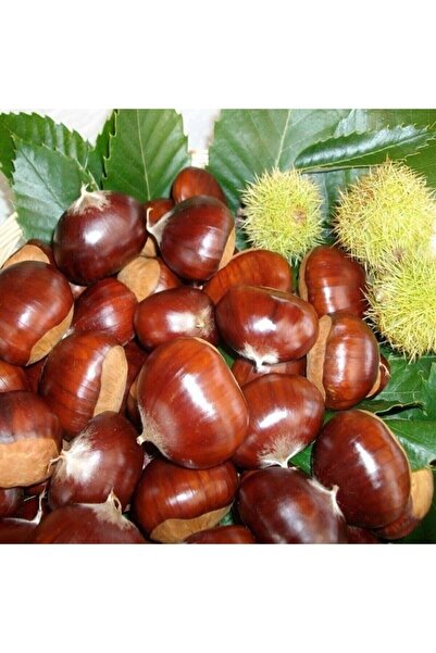 KASABALI FİDANCILIK KESTANE FİDANI (AŞI ŞEKERCİ) 2 YAŞLI TÜPLÜ