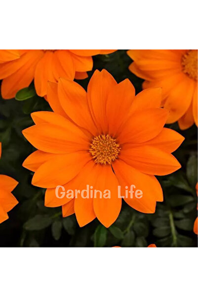 Gardina Gazanya Çiçeği Fidesi Orange Flame10 Adet