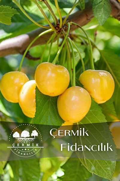 ÇERMİK FİDANCILIK 10 Adet Tatlı Sarı Kiraz Fidanı 3 Yaş
