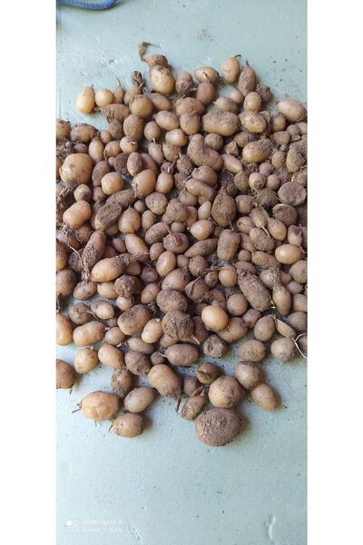 ERVA PEYSAJ Salep Fidesi & Yumrusu Serapies 3 Kg