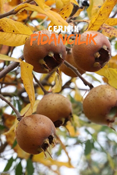 ÇERMİK FİDANCILIK 2 Adet Aşılı Döngel Muşmula Fidanı