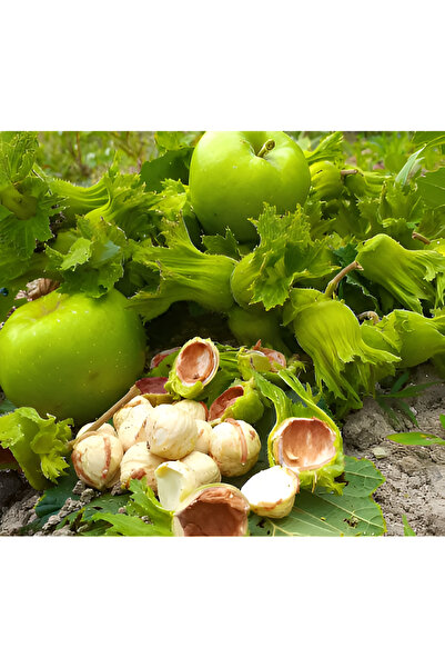 ASYA PAZARLAMA 1kg 1.kalite Taze Yaş Yeşil Fındık, Organik Fındık, Sütlü Fındık, Kabuklu Fındık, Çiğ Fındık