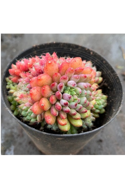 SukuLand Echeveria setosa var rundelli koleksiyonluk özel tür sukulent 5,5cm saksıda