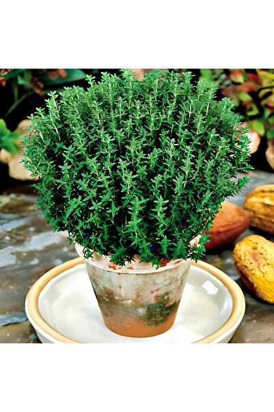 E-fidancim Nadir Fredo Strong Dik Güçlü Gelişen Kekik Fidesi (1 adet)