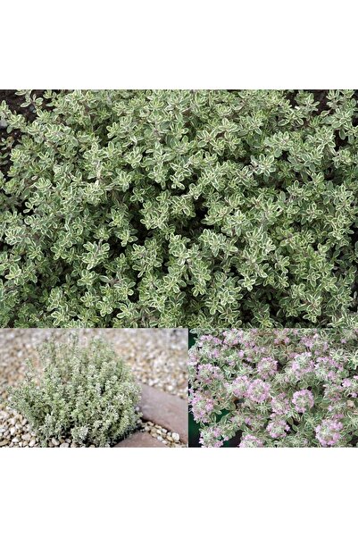 E-fidancim Aromatik Lemon Silver Yayılıcı Kekik Fidesi (1 adet)