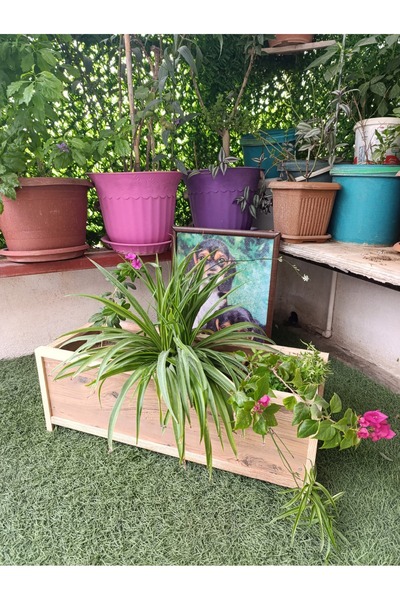 OLGA ÇAM NATURAL 80 CM SAKSI OLÇANA-2