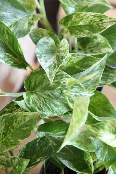Byaysima Epipremnum Pinnatum-Marble Queen Pothos-Canlı Saksıda Alacalı Salon Sarmaşığı