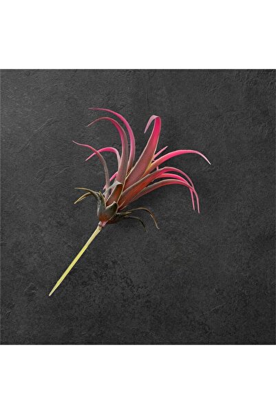 KOLAY DROP Yapay Çiçek Slikon Kaktüs Sukulent Tekli Model No:6 SOFT PEMBE